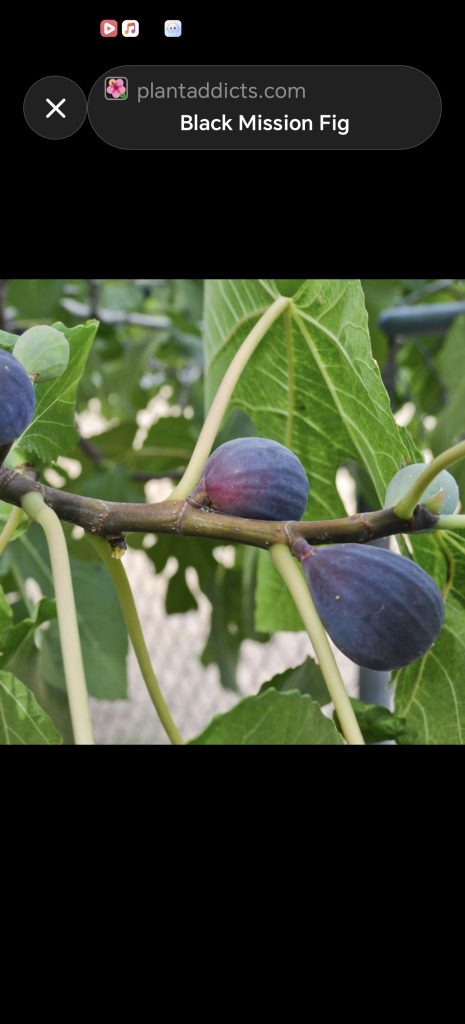 小果迷-种植爱好者交流互动平台