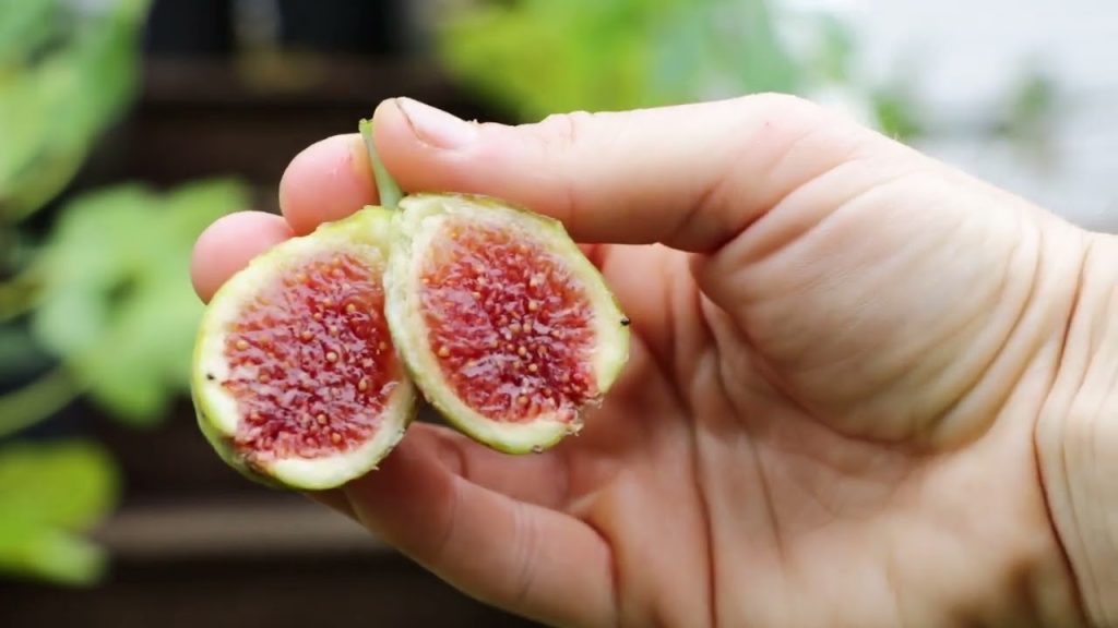 小果迷-种植爱好者交流互动平台