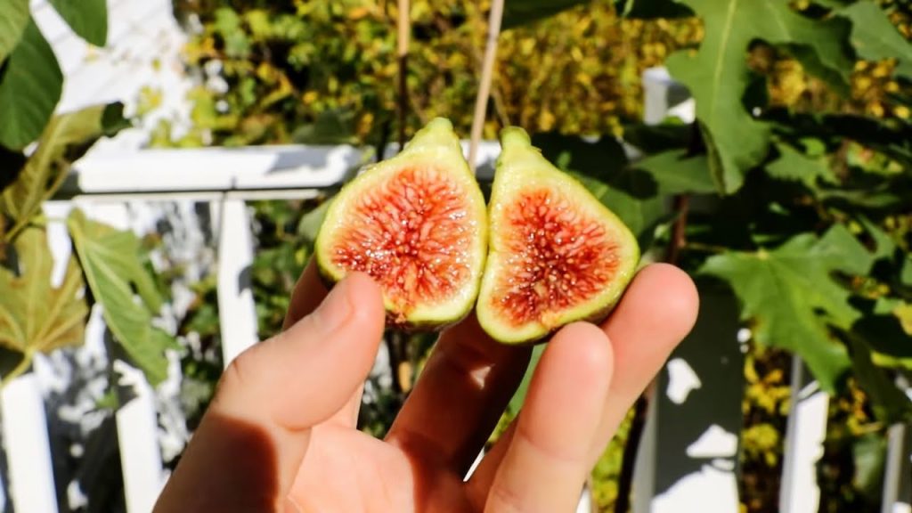 小果迷-种植爱好者交流互动平台