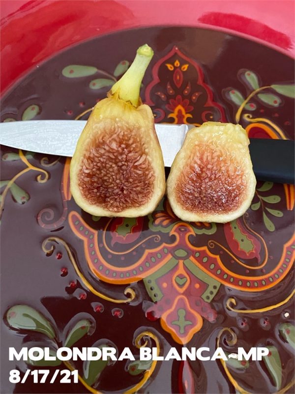 小果迷-种植爱好者交流互动平台