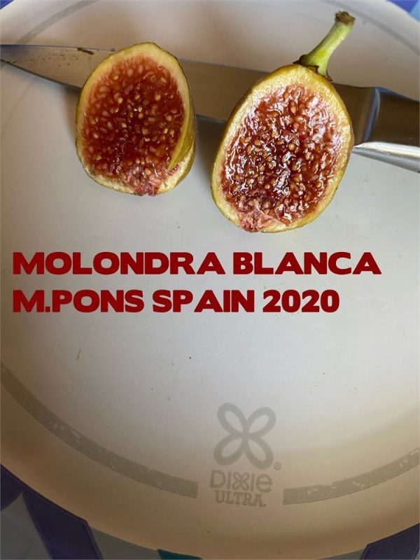 小果迷-种植爱好者交流互动平台