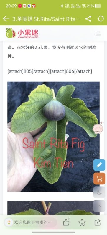 有偿求购几根圣丽塔的杆子-小果迷