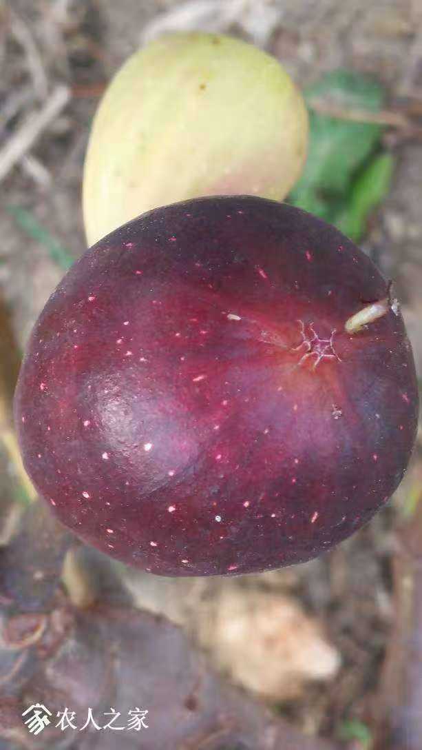 小果迷-种植爱好者交流互动平台