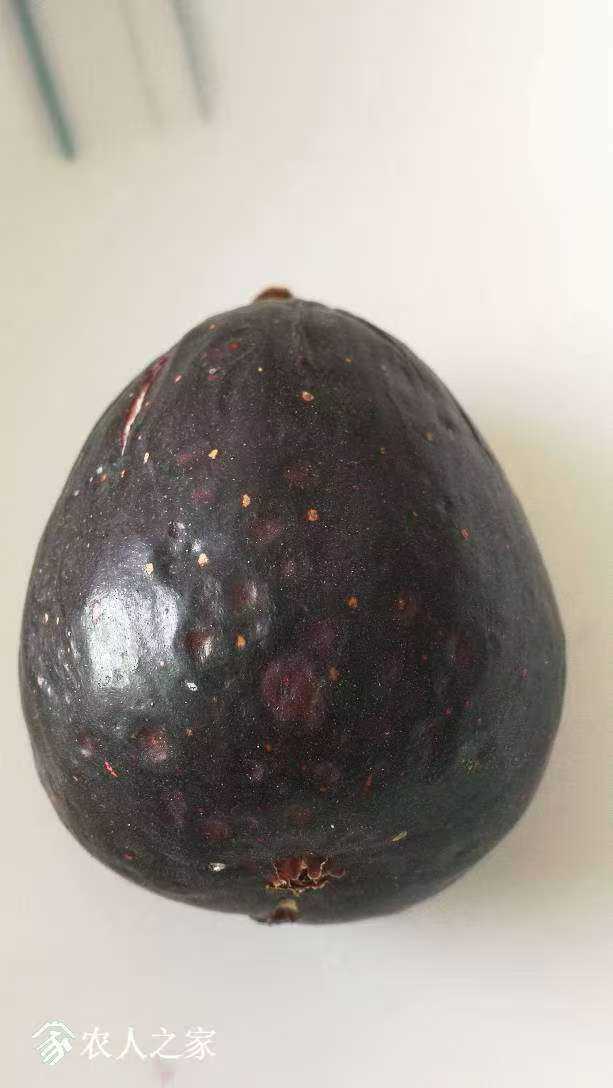 小果迷-种植爱好者交流互动平台