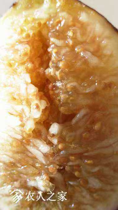 小果迷-种植爱好者交流互动平台