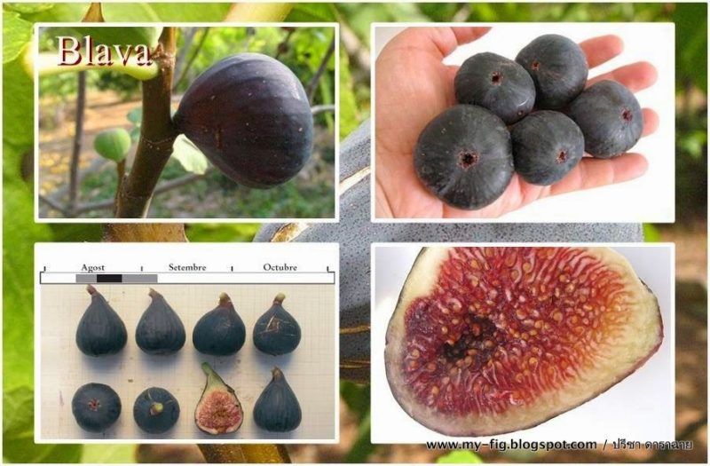 小果迷-种植爱好者交流互动平台