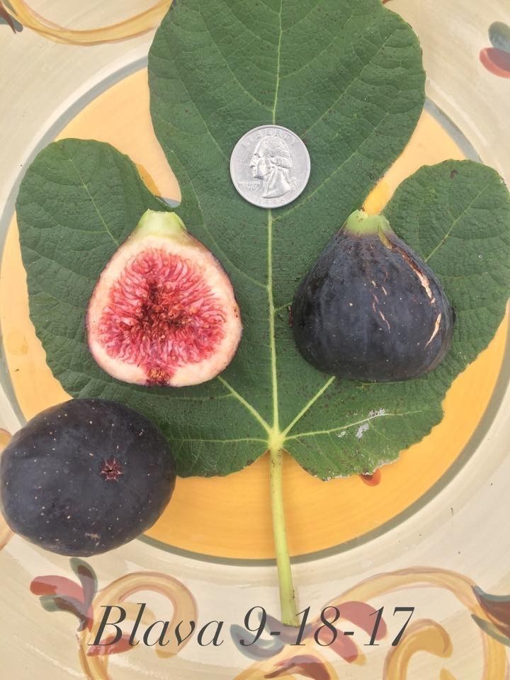 小果迷-种植爱好者交流互动平台