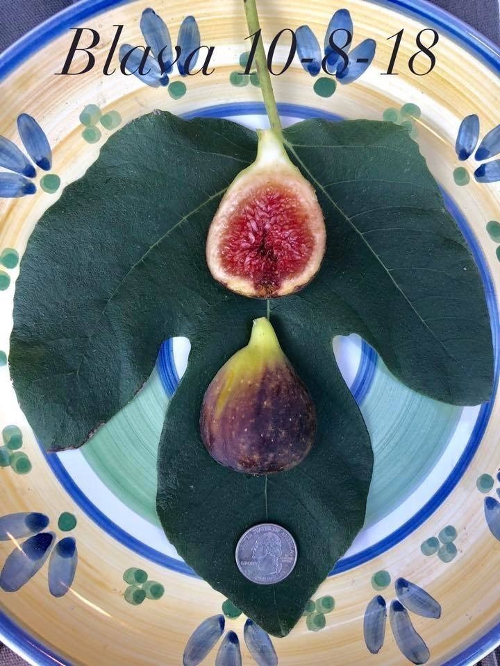 小果迷-种植爱好者交流互动平台