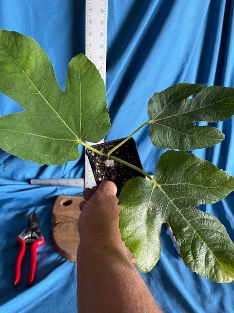 蓝花/布拉瓦弗洛尔  Blava Flor MP(万家水电)-小果迷