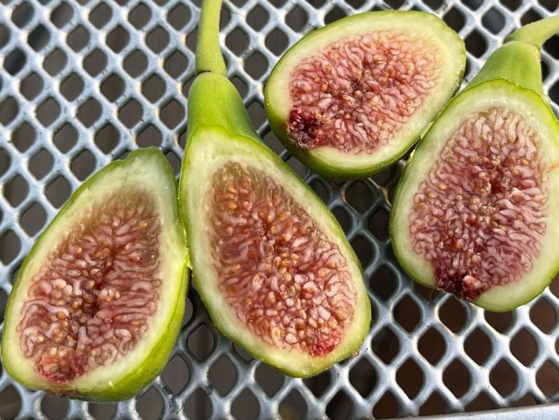 韦多利诺  Verdolino(意大利经典品种)-小果迷