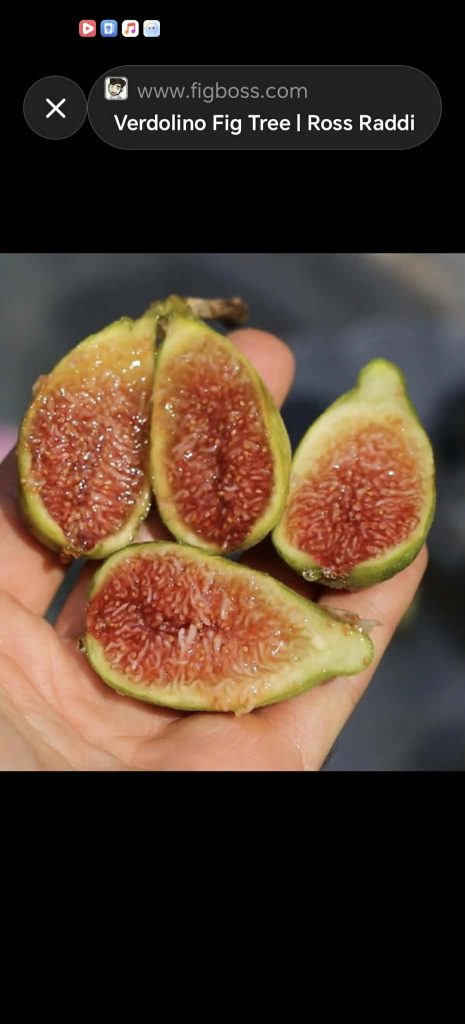 小果迷-种植爱好者交流互动平台