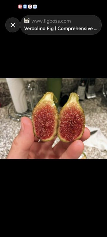 小果迷-种植爱好者交流互动平台