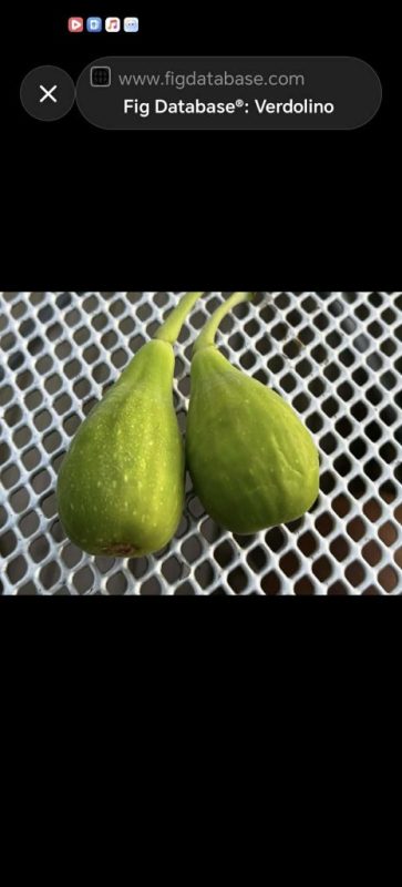 小果迷-种植爱好者交流互动平台