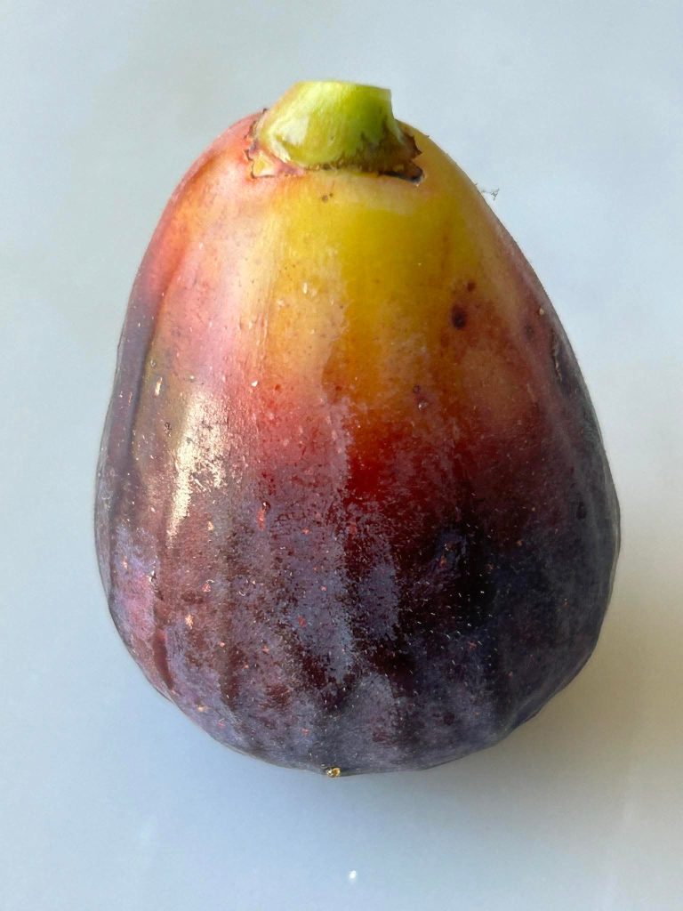 小果迷-种植爱好者交流互动平台