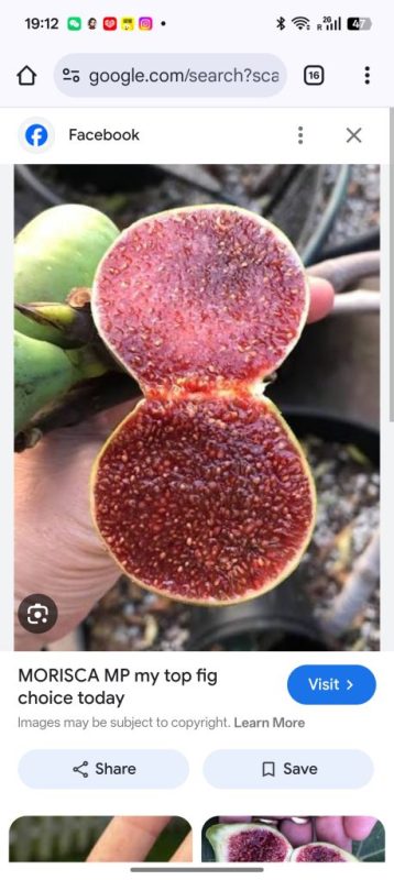 小果迷-种植爱好者交流互动平台