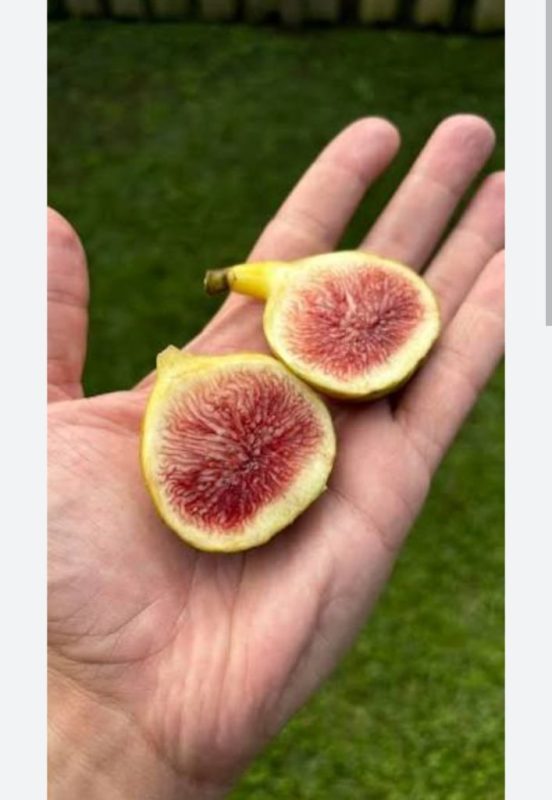 小果迷-种植爱好者交流互动平台