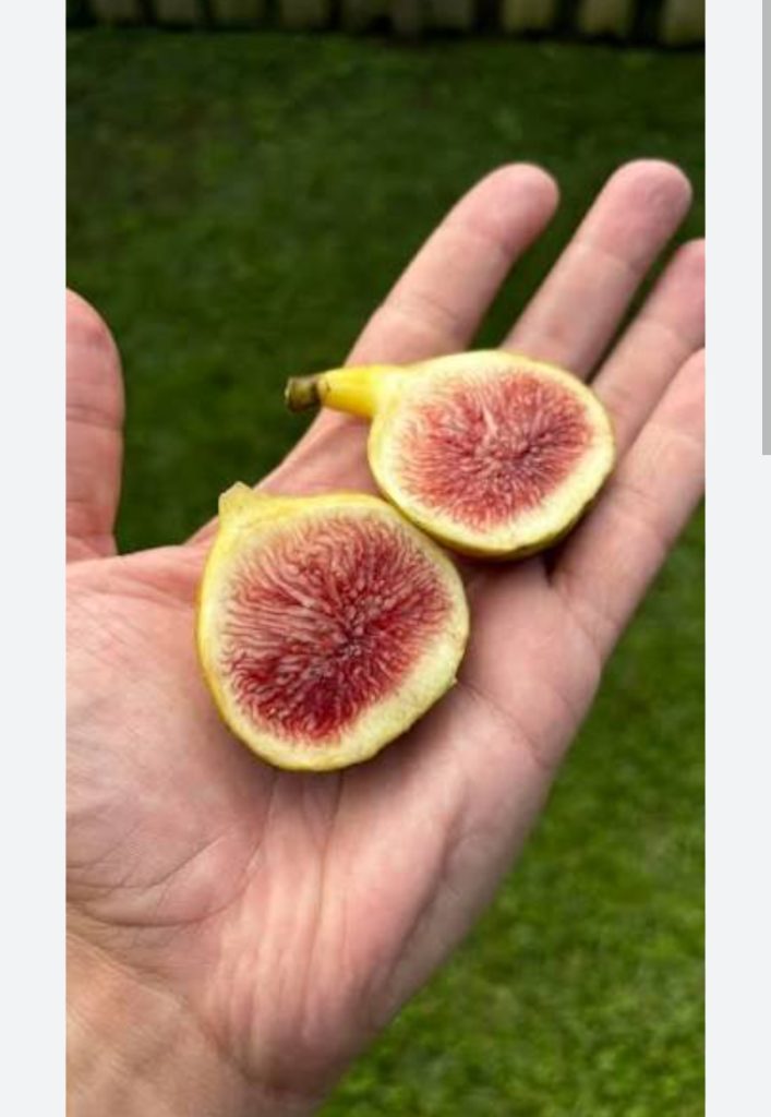 小果迷-种植爱好者交流互动平台