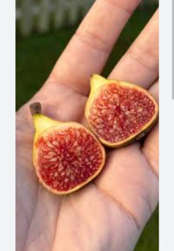 小果迷-种植爱好者交流互动平台