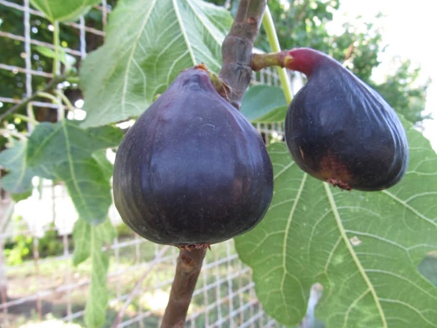 小果迷-种植爱好者交流互动平台