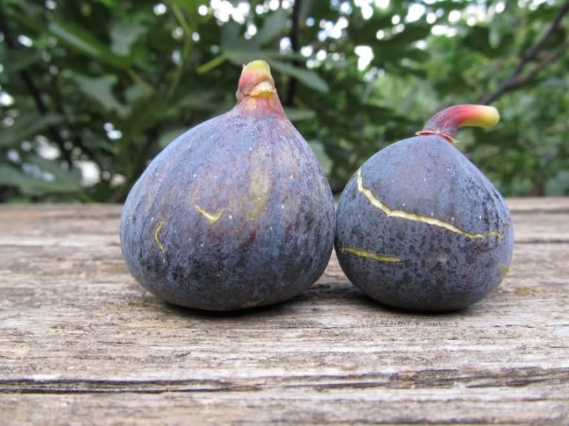 小果迷-种植爱好者交流互动平台