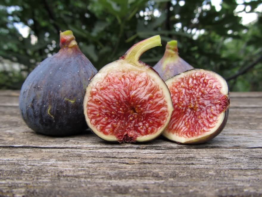 小果迷-种植爱好者交流互动平台