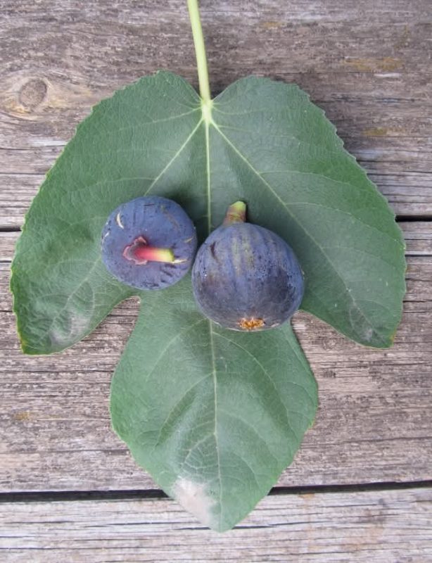 小果迷-种植爱好者交流互动平台