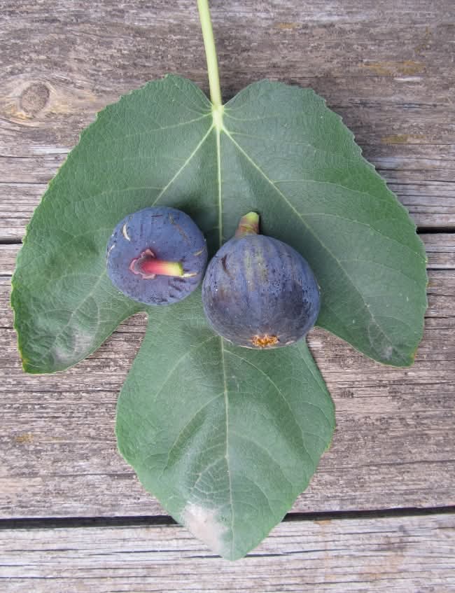 小果迷-种植爱好者交流互动平台