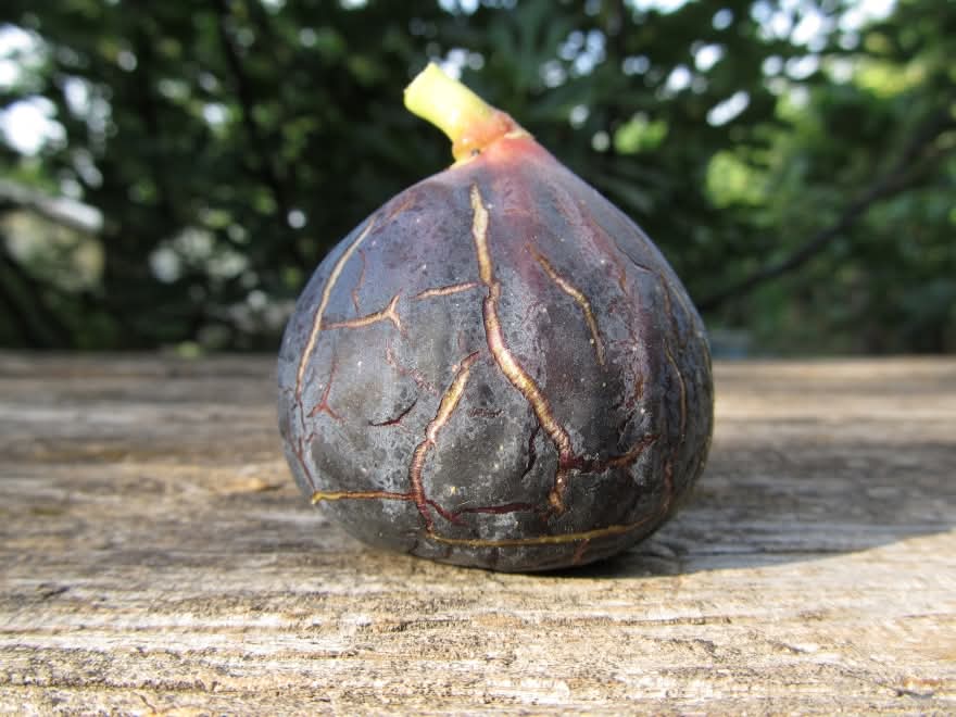 小果迷-种植爱好者交流互动平台