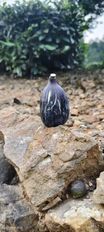 小果迷-种植爱好者交流互动平台