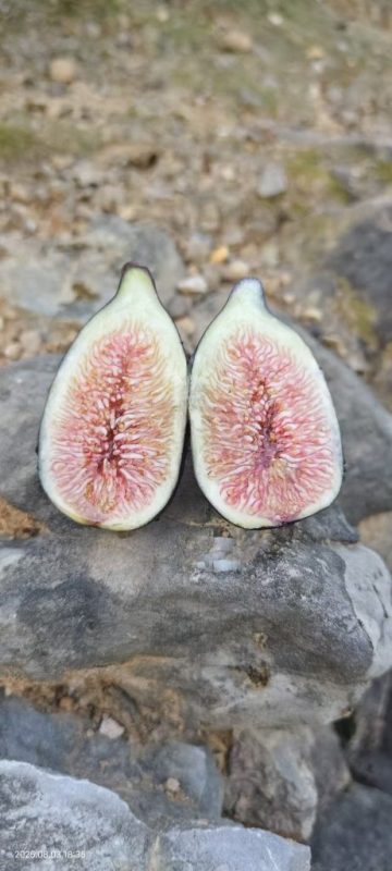 小果迷-种植爱好者交流互动平台