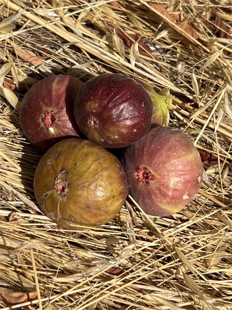 小果迷-种植爱好者交流互动平台