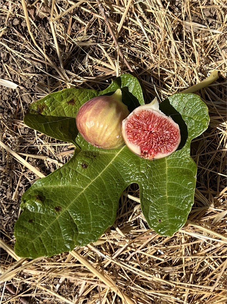 小果迷-种植爱好者交流互动平台