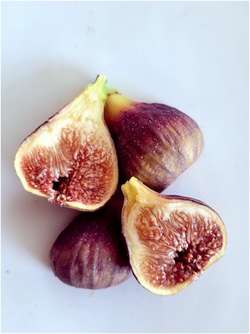 小果迷-种植爱好者交流互动平台