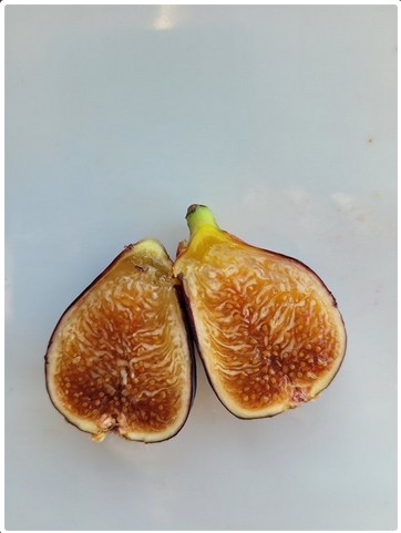 小果迷-种植爱好者交流互动平台