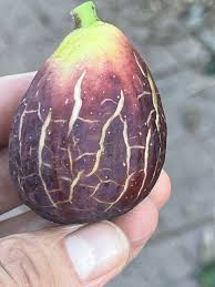 小果迷-种植爱好者交流互动平台