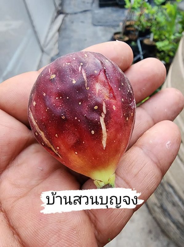 小果迷-种植爱好者交流互动平台