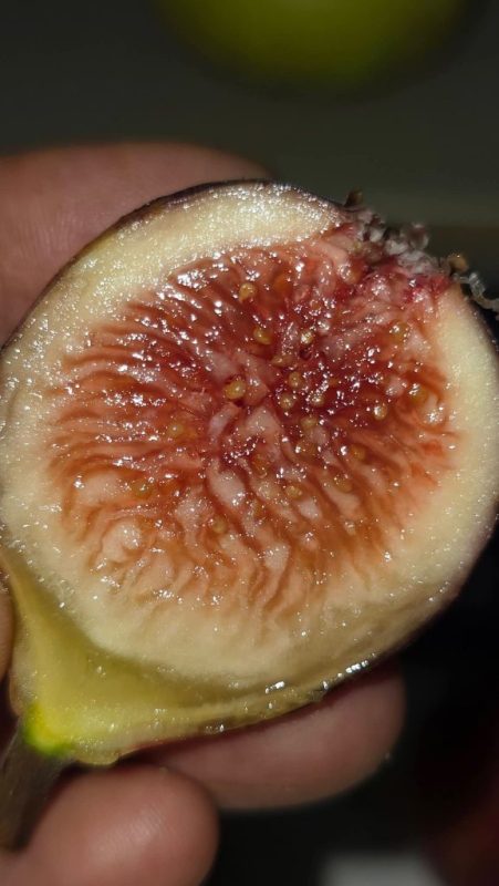 小果迷-种植爱好者交流互动平台