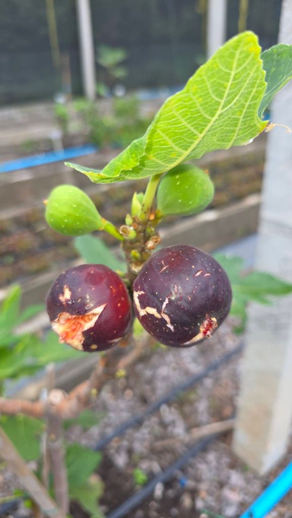 小果迷-种植爱好者交流互动平台