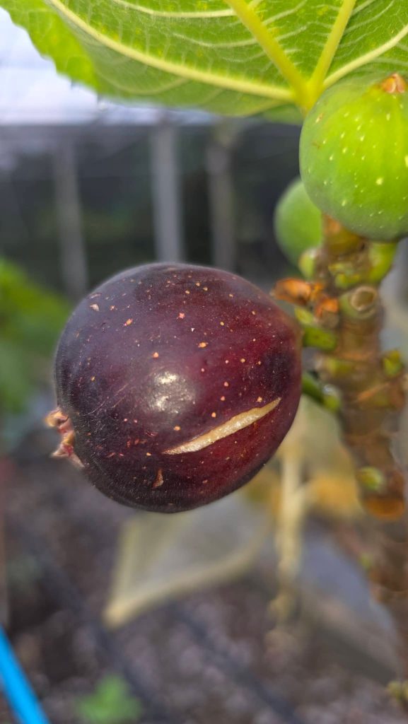 小果迷-种植爱好者交流互动平台