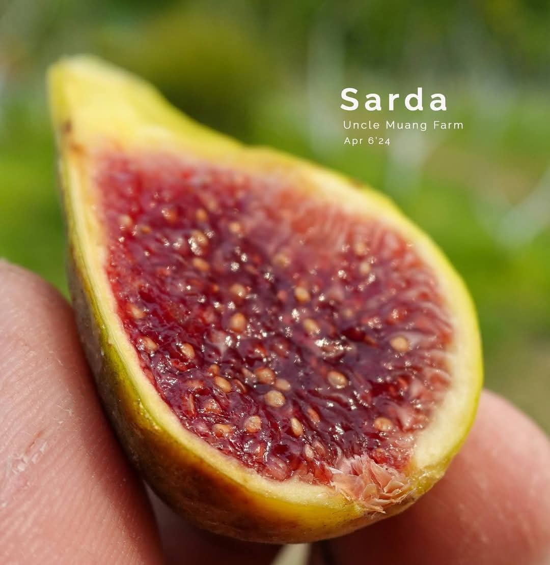 小果迷-种植爱好者交流互动平台