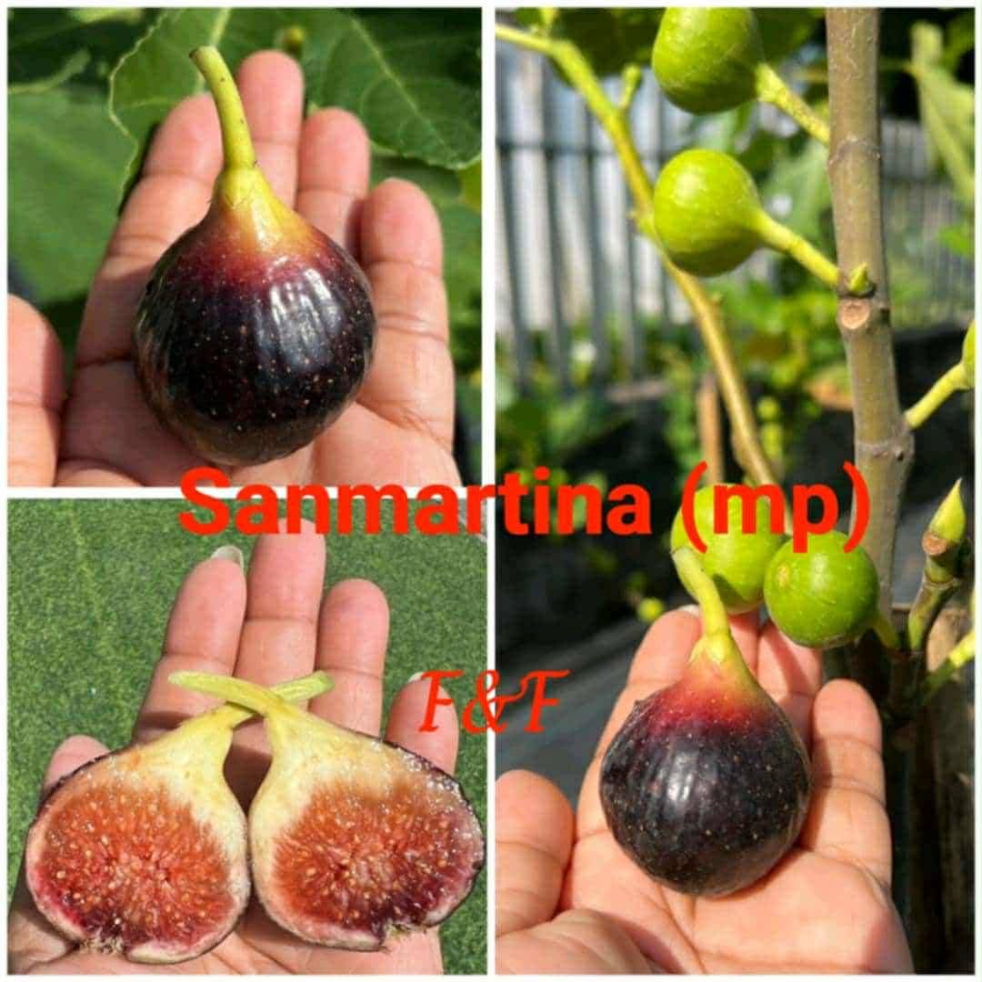 小果迷-种植爱好者交流互动平台