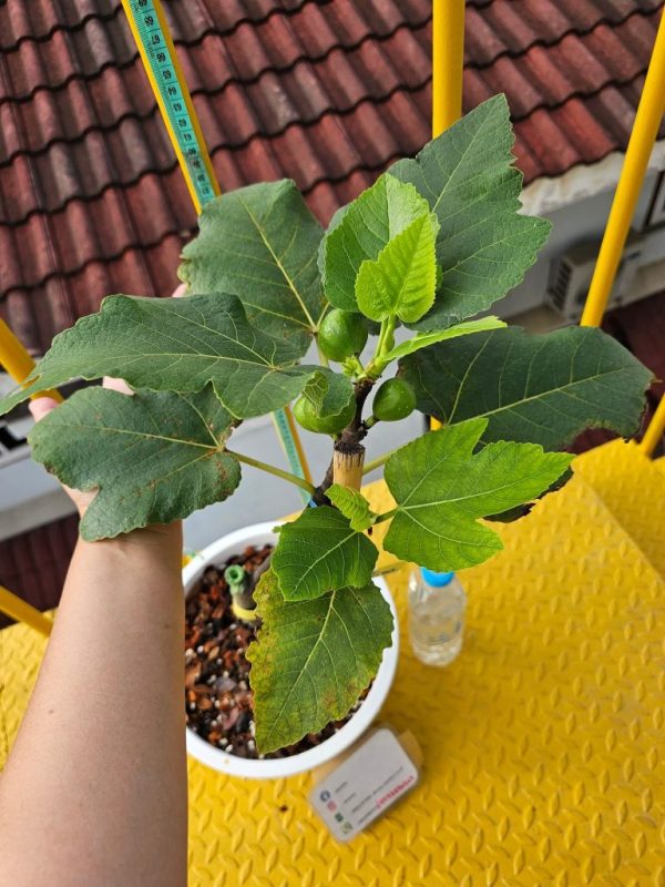 小果迷-种植爱好者交流互动平台