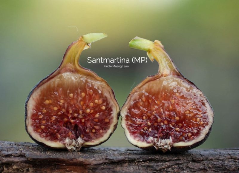 小果迷-种植爱好者交流互动平台