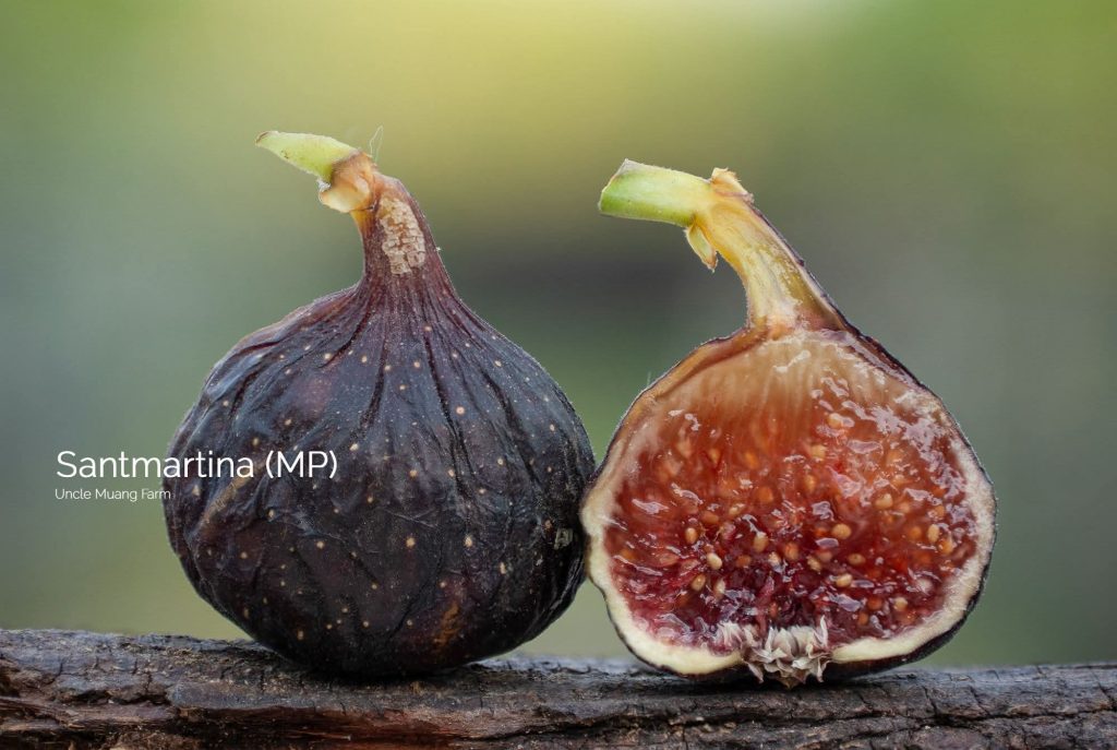 小果迷-种植爱好者交流互动平台