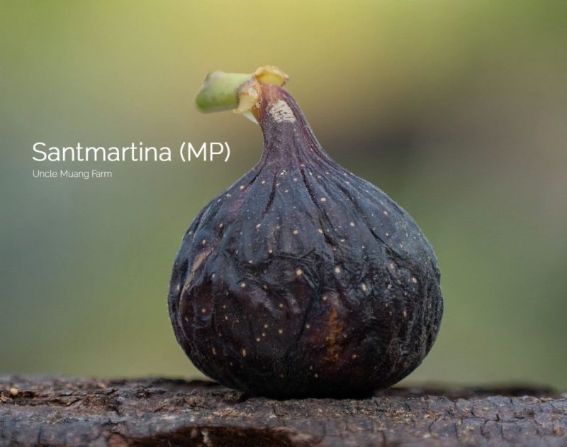 小果迷-种植爱好者交流互动平台