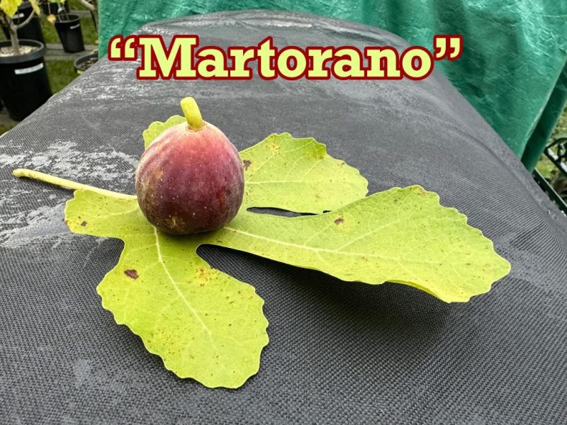 小果迷-种植爱好者交流互动平台