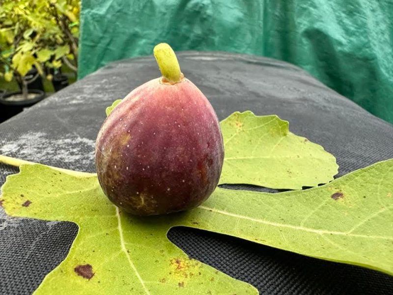 小果迷-种植爱好者交流互动平台