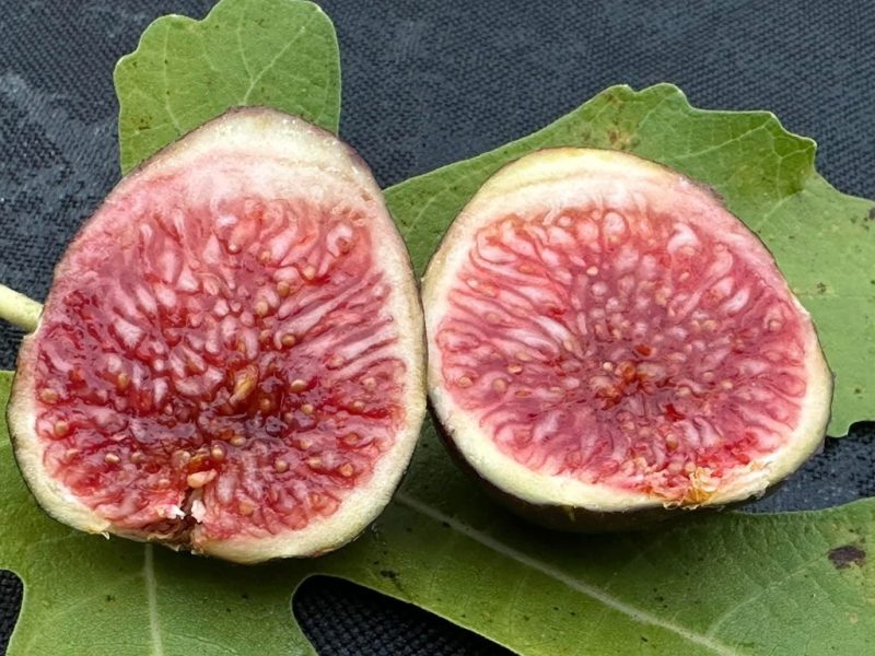 小果迷-种植爱好者交流互动平台