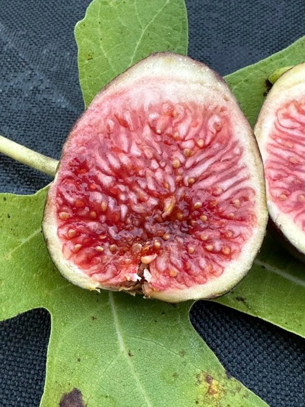 小果迷-种植爱好者交流互动平台