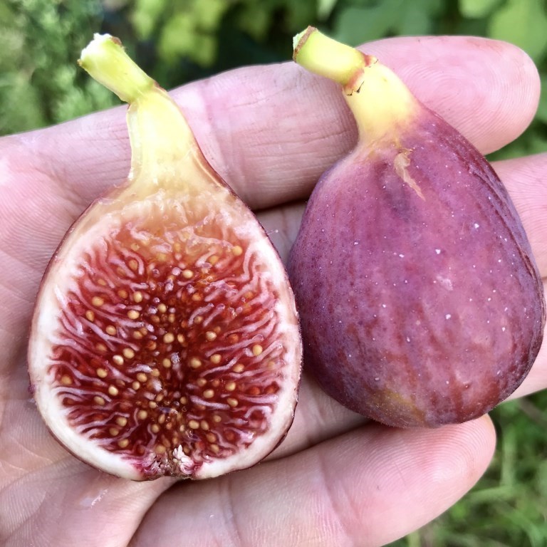 小果迷-种植爱好者交流互动平台